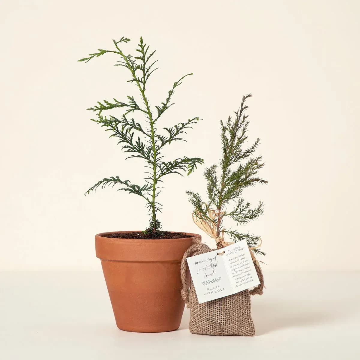 درخت یادبود با کاشت اختصاصی (Plant With Love)