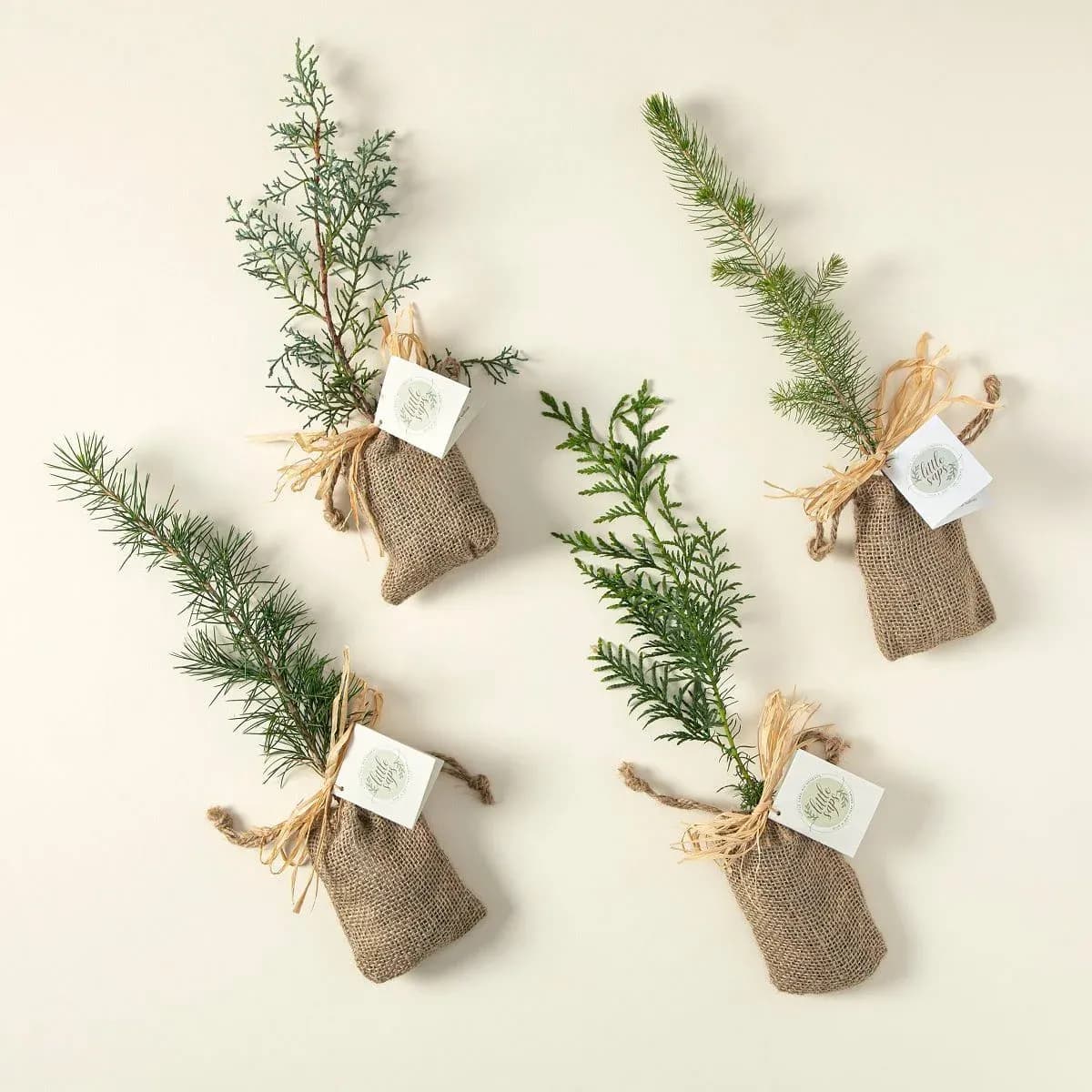 درخت یادبود با کاشت اختصاصی (Plant With Love)